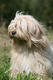 TERRIER DU TIBET 351